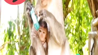 the seconds a monkey experiences an unlucky and fatal fate in his life