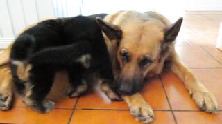 German shepherd puppies and mom