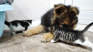 German shepherd puppy || Kittens || Funny pets