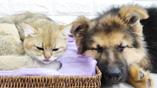 German shepherd puppy and Scottish straight cat rest together ????