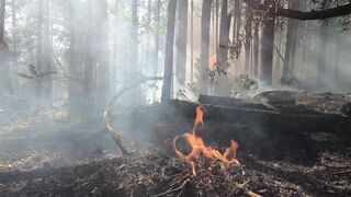 Forest Fire News