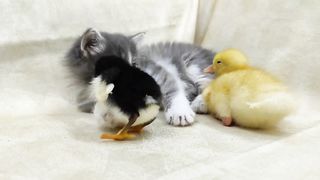 Cute kitten, duckling and chicks are playing together | So Sweet ????