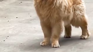 Funny animals & cute pets