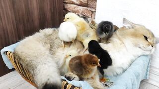 Unbelievable Friendship Between a Cat and Chicks