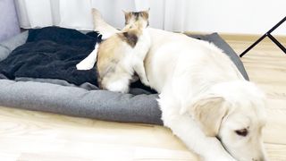 Cute Kitten Loves Golden Retriever