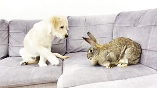 Giant Rabbit Attacks Golden Retriever Puppy