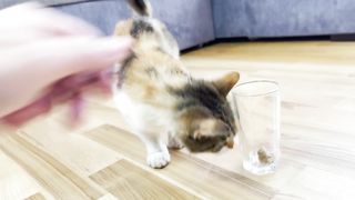 Is A Dog Really Smarter Than A Cat?