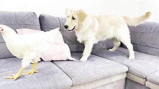 Golden Retriever and Cute Chicken First Steps to Become Friends!