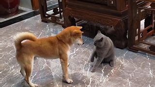 Cat vs dog cute ????????