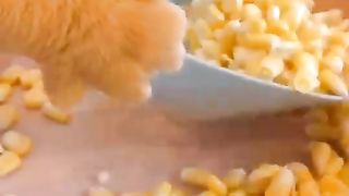 The cat is preparing a meal.