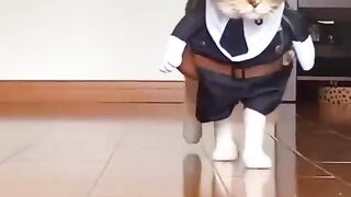 Cat fashion show.