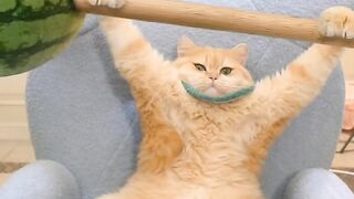 The cat shows his athletic form.