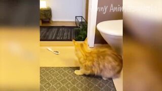 Funny Animal Videos 2023 ???? - Funniest Dogs and Cats Videos ???? 2