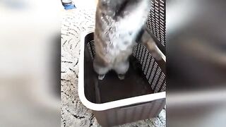 Vidéos de chats et de chiens les plus drôles ???? - Meilleures vidéos d'animaux drôles 2023