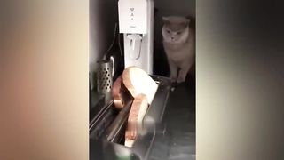 Funniest Animals 2023 ???? Best Funny Cats and Dogs ???????? 8