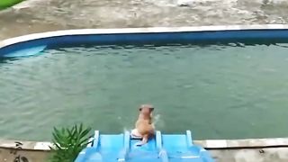 Labrador Fun