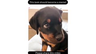 cute animal 3