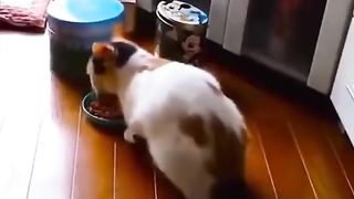 Funny cat video compilation