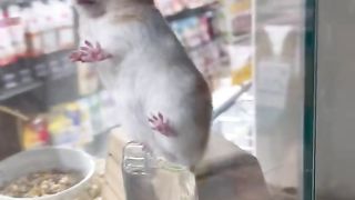 Hamster funny