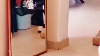 Funny cat and cute