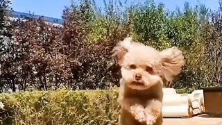 Animal funny 2