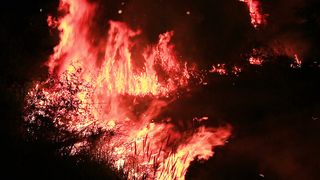Wild Fire in the Forest