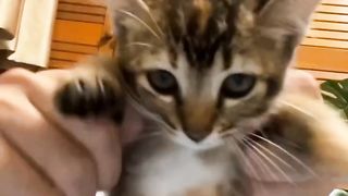 Cat funny 9