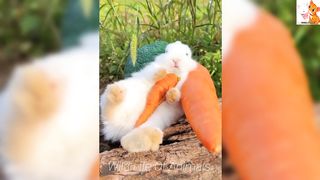 Funny Animal Video 2