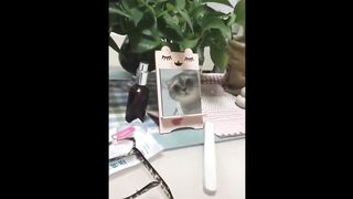 funny animals videos 4