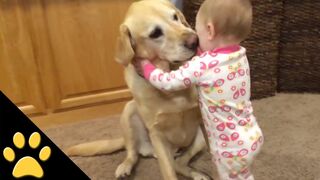 Cute Dogs And Adorable Babies: Compilation 2