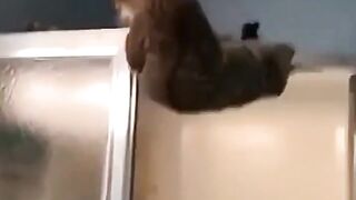 funny animals moments