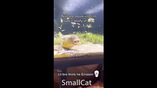 offensive memes that if ylyl