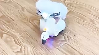 Funny cat 56