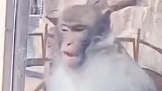 Funniest videoe 2023 | Funny Cats and Dogs Videos & funny Compilation video #febspot