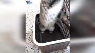 Funniest Cats And Dogs Videos Best Funny Animal Videos 2023