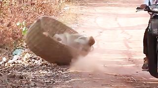 TRY NOT TO LAUGHING I Best Funny Videos Compilation 2023 # 85