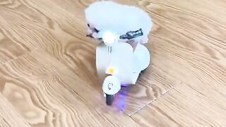 cute  cat in world