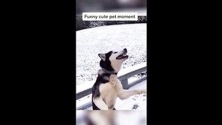 Compilation Des Moments Les Plus Drôle De L'année