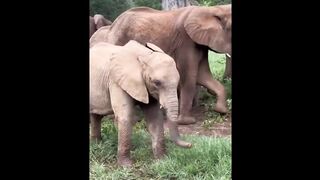 Cute baby animals Videos Compilation cute moment of the animals 2