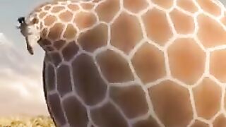Funny video 950
