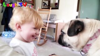Cute Pugs And Babies Playing And Laughing Together Compilation
