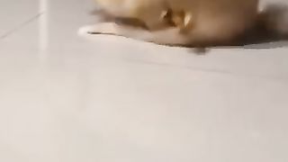 funny animal compilation ????