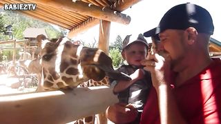 Kids At The Zoo New Compilation