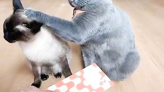 Funny video Funny cat