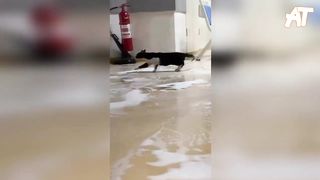 THIS DOG IS TOO CUTE!!  Cute And Funny Animal Compilation