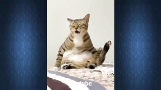 Funniest cats and dogs Cute and Funny Cat Videos Compilation