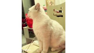 CHATS DRÔLES 2023 ET AUTRES ANIMAUX/ANIMAUX DRÔLES 2023/MEILLEURES BLAGUES SUR LES CHATS