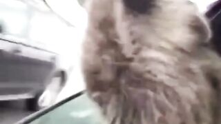 The raccoon catches air.