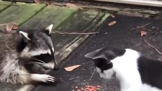 2 raccoons and a cat. Find the second raccoon!?