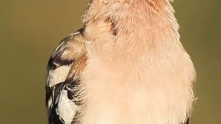Eurasian Hoopoe